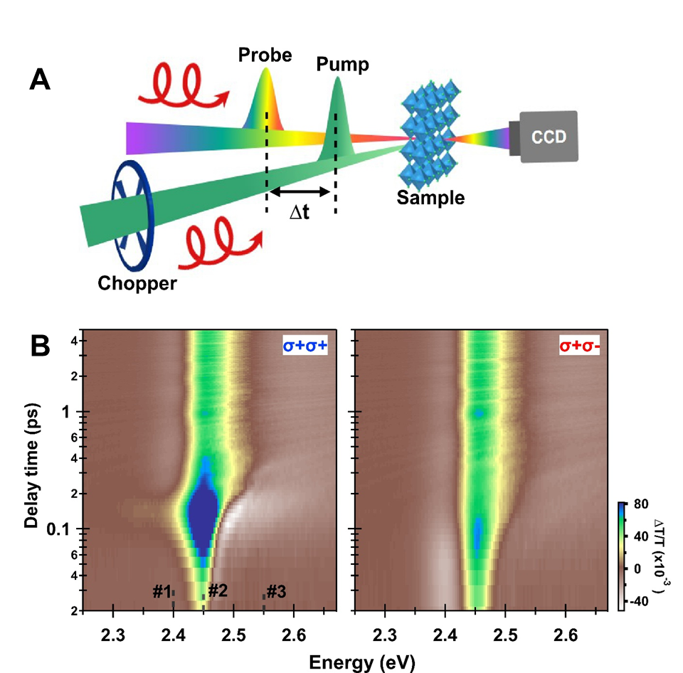 Ultrafast Optical Spectroscopy Group with Collaborators Have Made New Progress in Exciton Polaron Detection