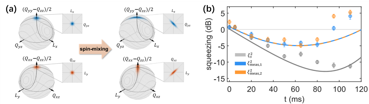 Joint Estimation of a Two-Phase Spin Rotation beyond Classical Limit