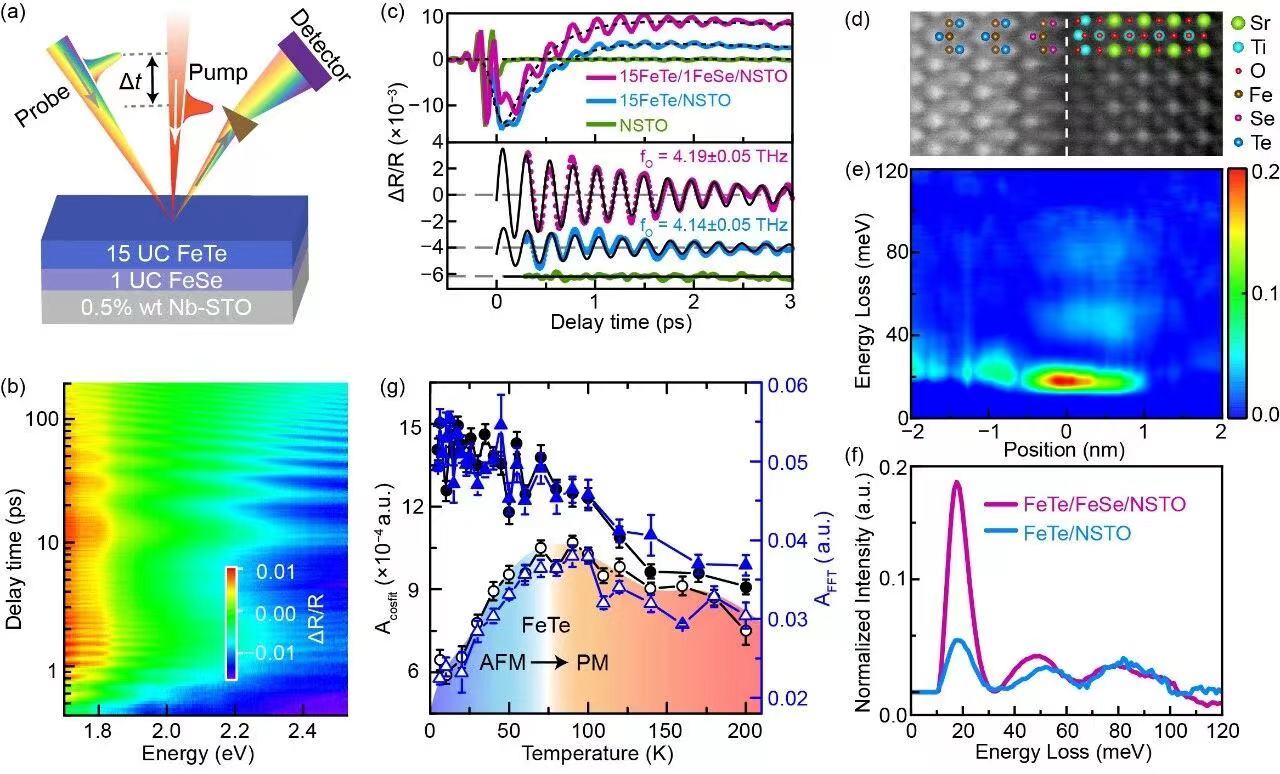 Ultrafast Optical Spectroscopy Group with Collaborators Have Reported Direct evidence of Interfacial Coherent Electron-phonon Coupling in Single-unit-cell FeSe Film on Nb-doped SrTiO3